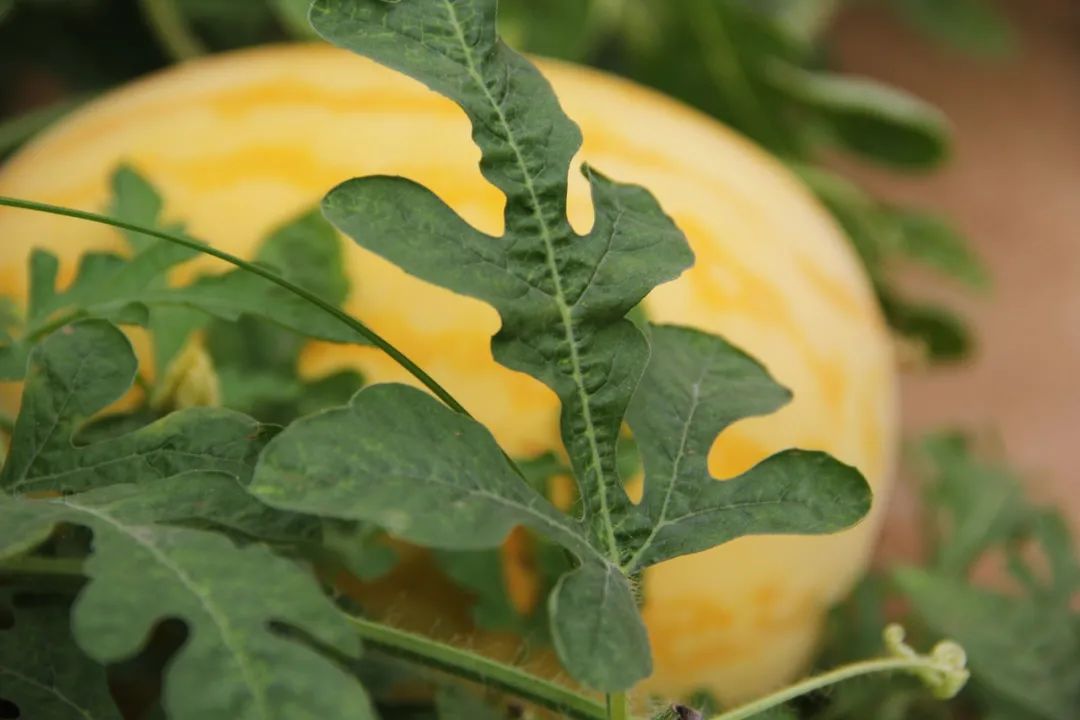钟山水墨田园山水画廊,钟山水墨画廊要门票吗