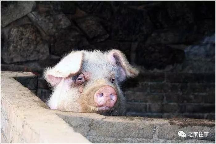 农村生活实拍,农村生活污水处理