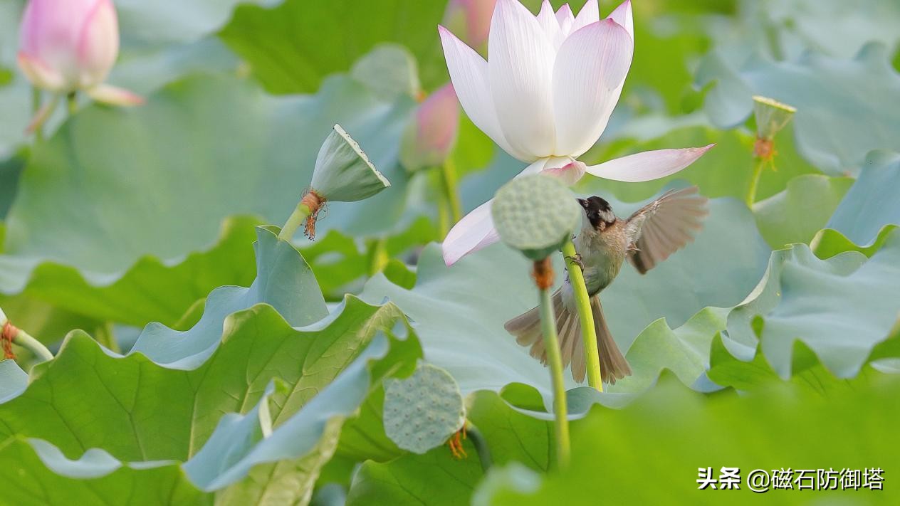 植物进化历程之藻类,藻类植物进化历程