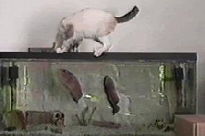 能不能养宠物鼠狗兔猫,能不能养宠物鼠猫狗呢