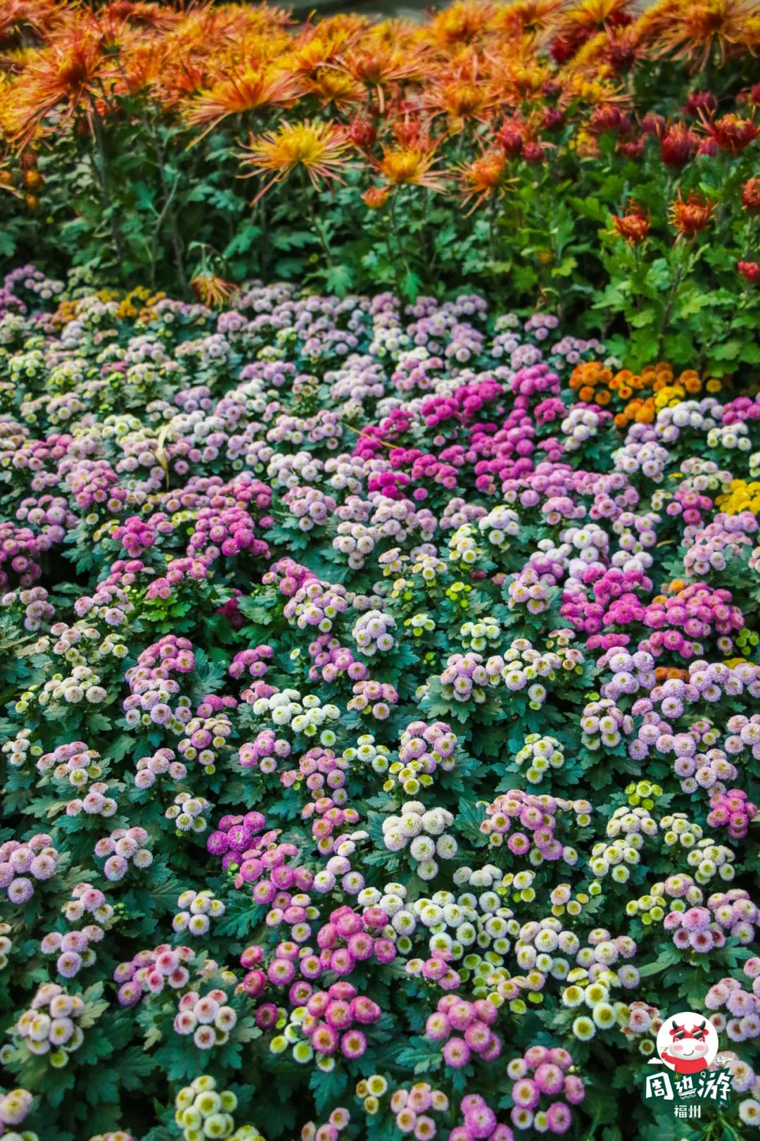 福州菊花展21年还有吗,福州西湖菊花展人山人海