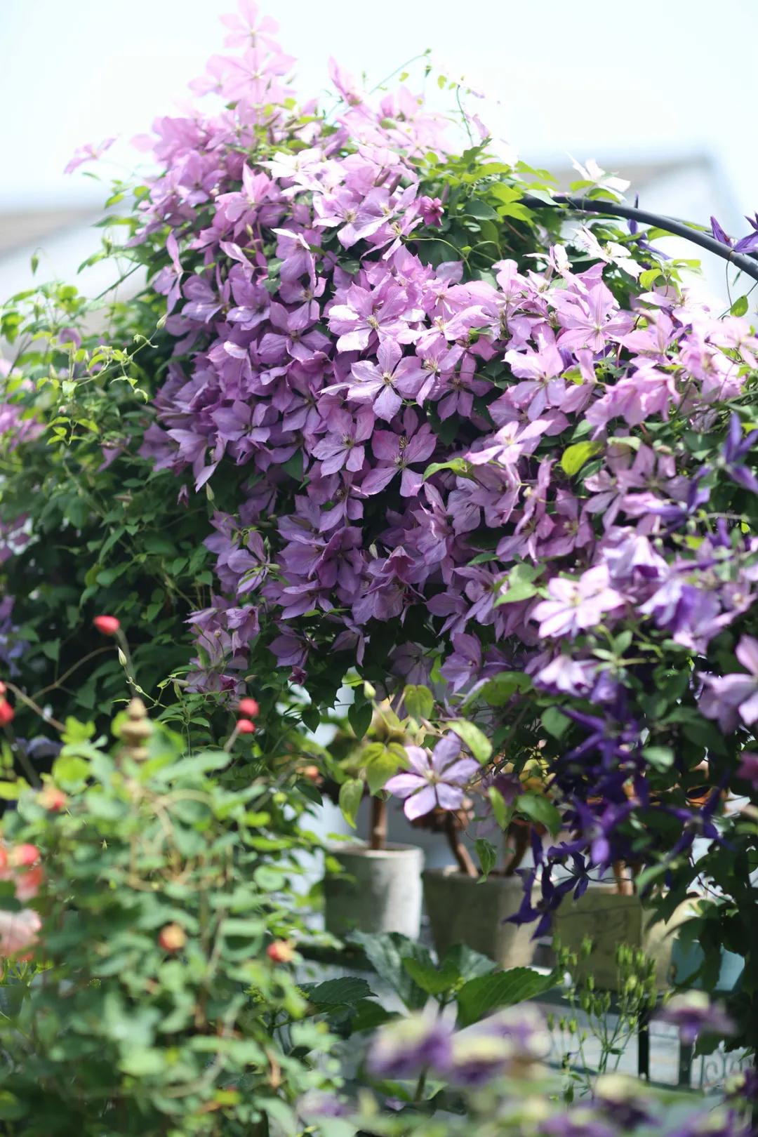 藤本植物皇后铁线莲,藤本皇后铁线莲品种