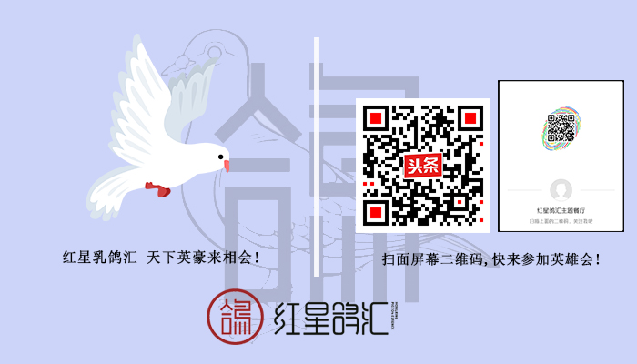 鸽子，一股来自蓝天的神秘力量