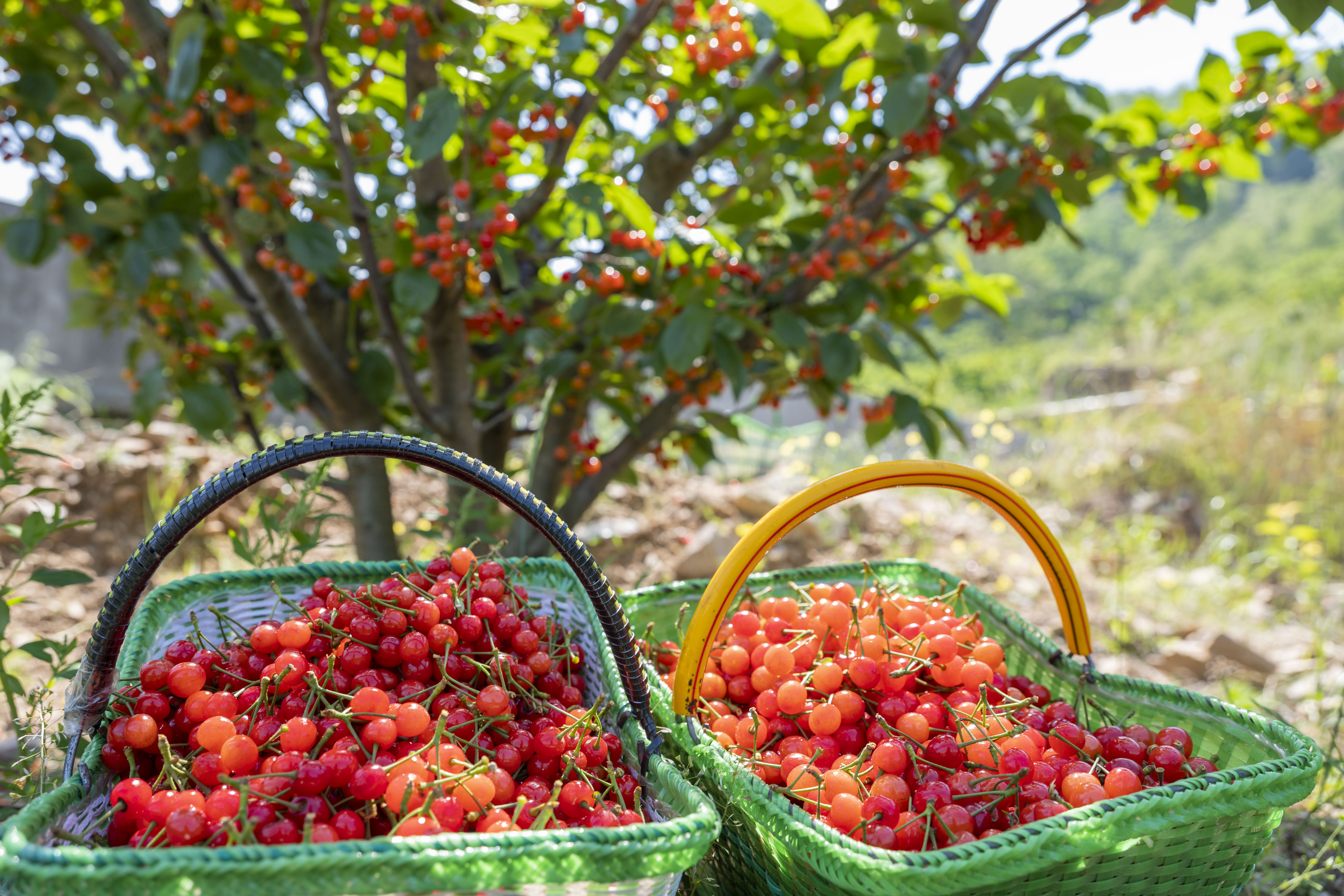 小樱桃缩果病,小樱桃的病后来是怎么治疗好的