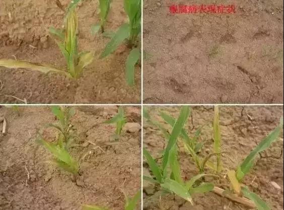 低温寡照玉米不长怎么办？4大补救措施帮你减少损失