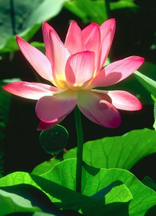 中国水墨荷花欣赏映日荷花别样红,映日荷花别样红写的是哪里的荷花