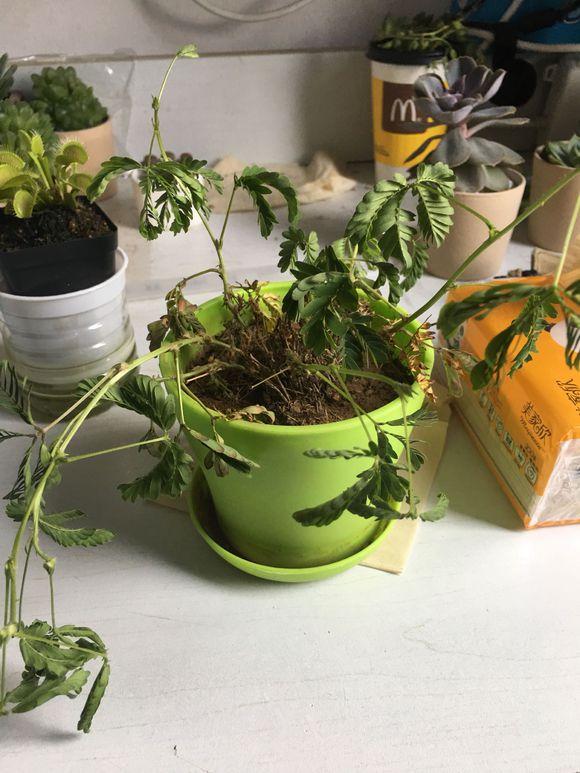 含羞草黄叶子解决办法,含羞草浇水多黄叶怎么补救