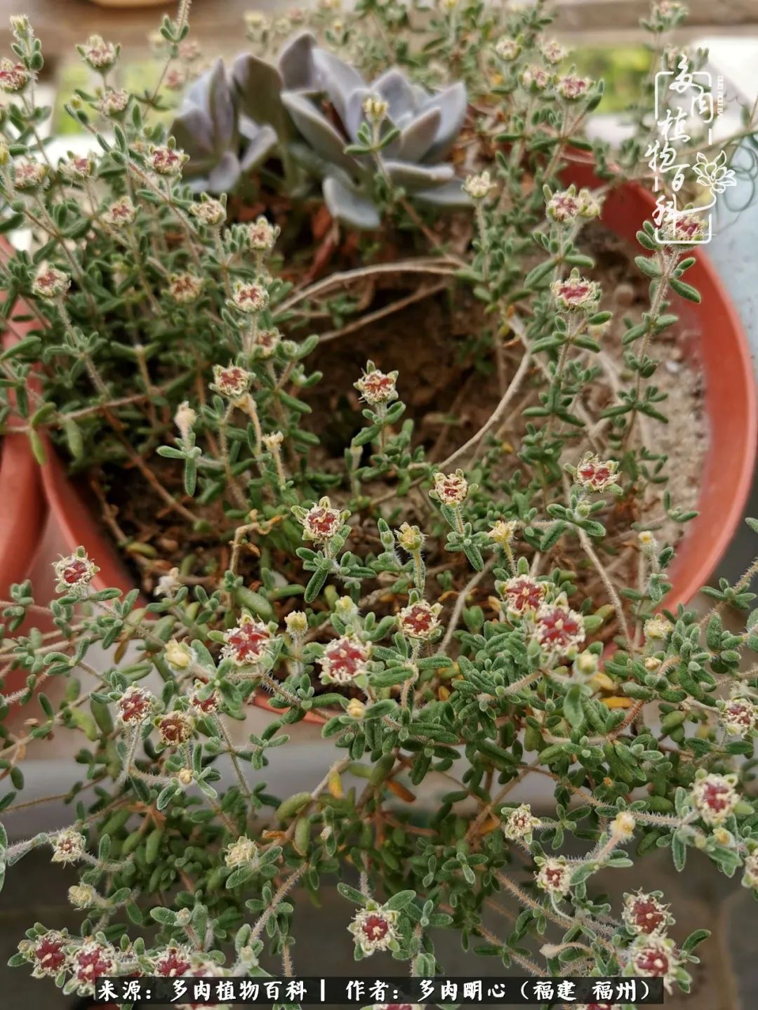 唯美雅致意境飘逸的多肉,蝶舞悠然多肉视频