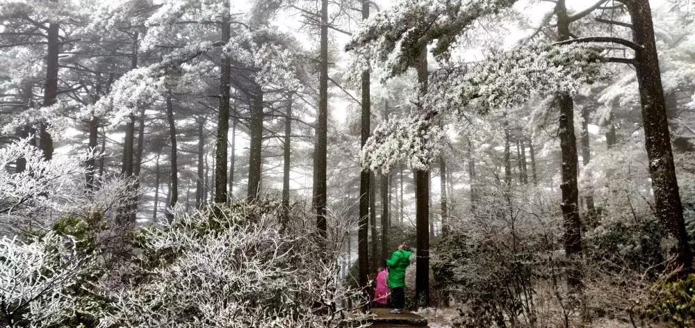元旦去黄山旅游看雪景,元旦去云雾山跨年