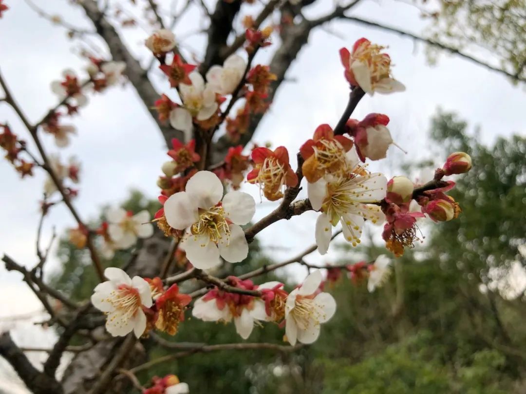 穹窿山国家森林公园接待游客,穹窿山景区旅游感受