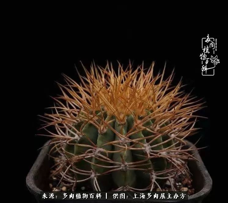 2023多肉展会直播,2023上海多肉植物展