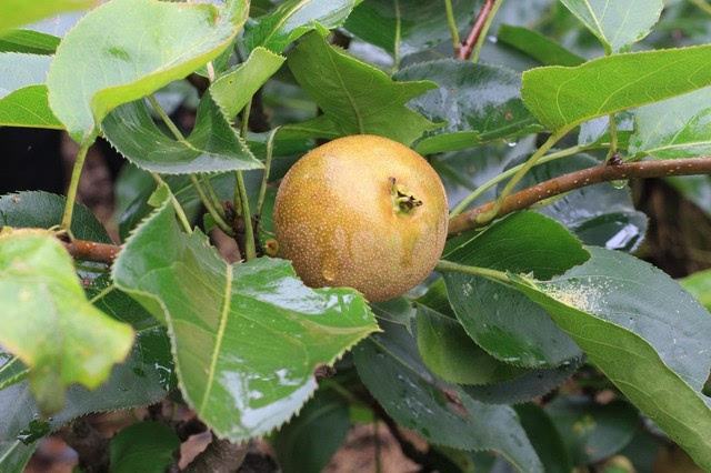 梨锈病防治方法,梨疫病与黑斑病打什么药