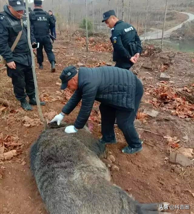 目前国内野猪泛滥的情况怎么样了,野猪泛滥成灾真的有必要保护吗