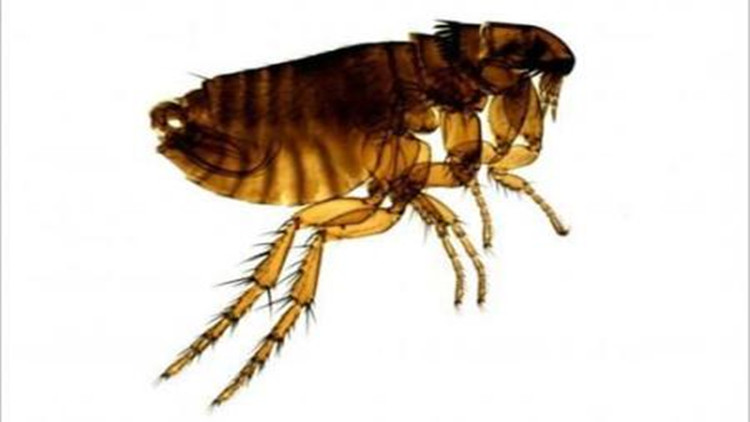 5招手把手教你如何防治跳蚤