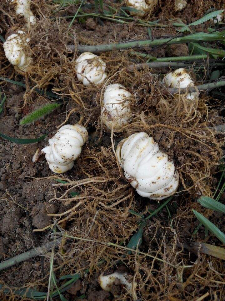 百合败了叶子全掉了怎么重新开花,百合球开完花怎么处理