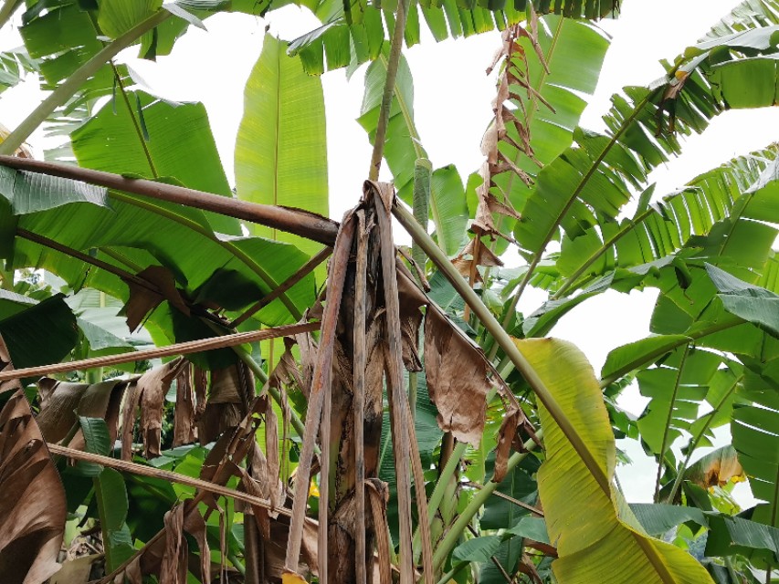 香蕉的主要病虫害有哪些,香蕉得了黄叶病后还可以种粉蕉吗