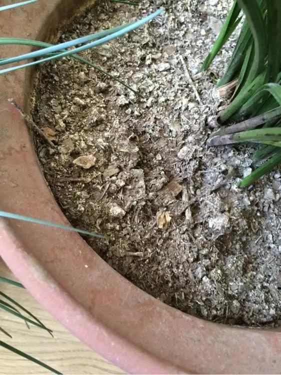 换盆黄叶掉叶,黄叶换盆最佳时间