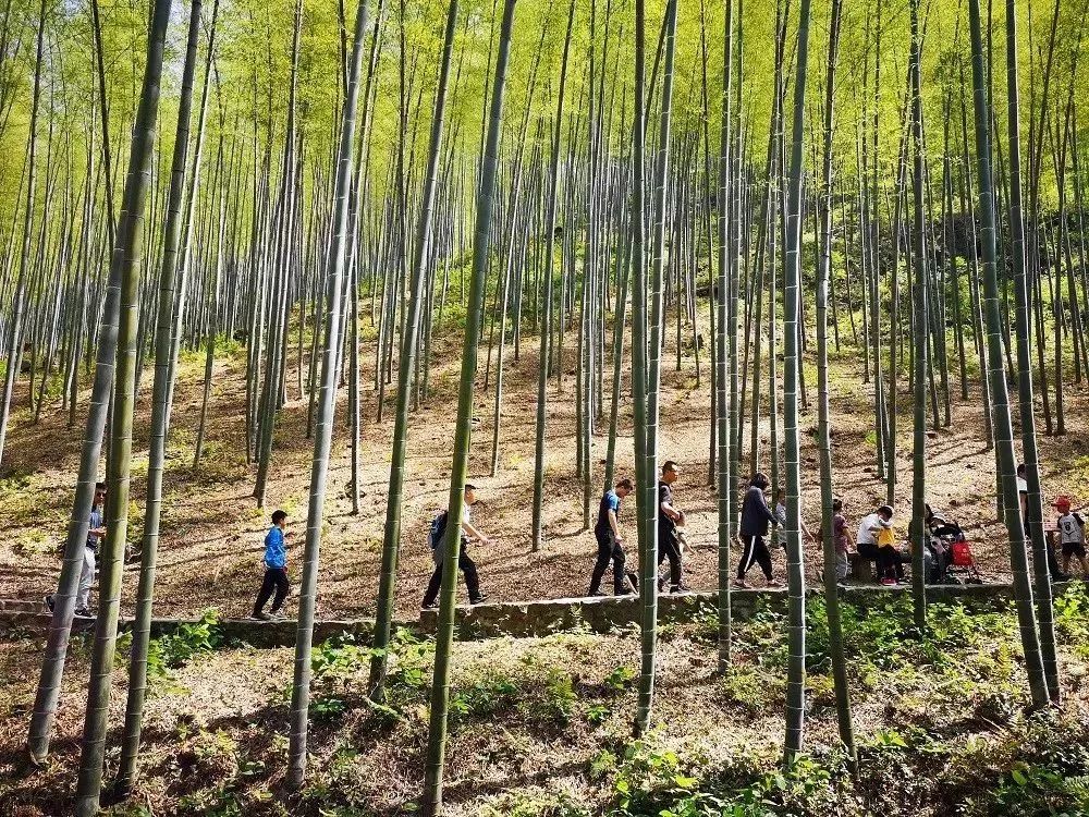 清凉竹海有什么好玩的地方,清凉避暑好去处竹林边唱歌等你