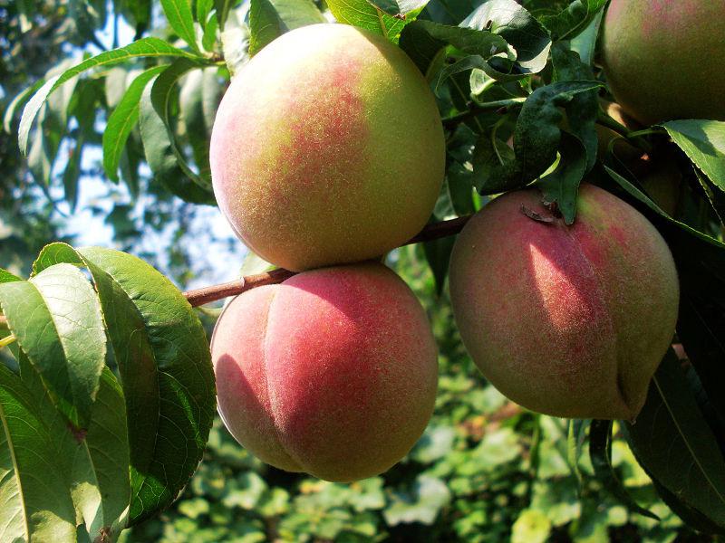 在网上哪里买水果比较靠谱,网上买水果靠谱