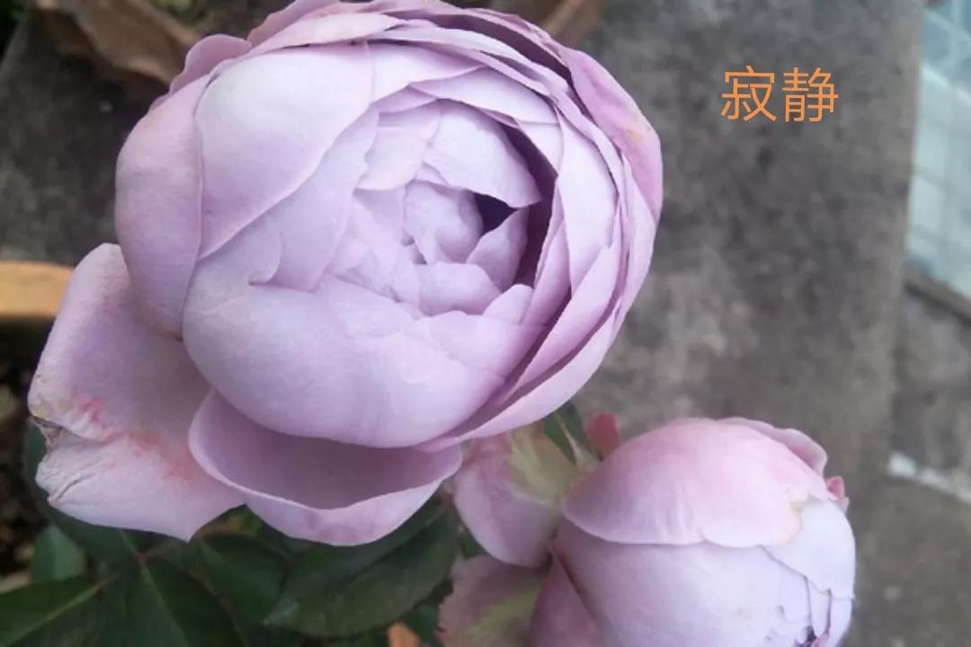 适合做切花的月季品种,十大公认最好切花月季