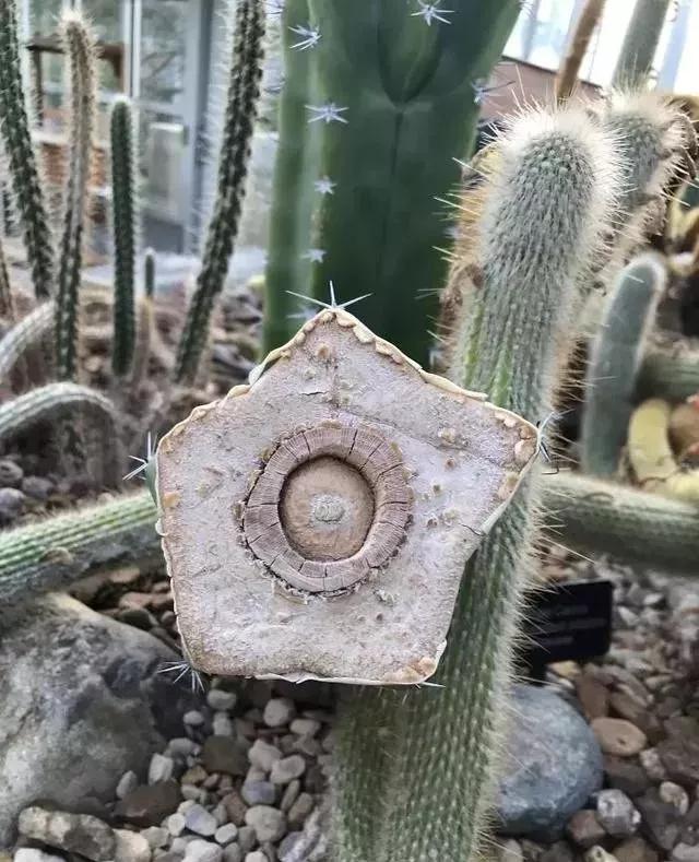 珠峰顶部岩石,珠峰顶部什么样子