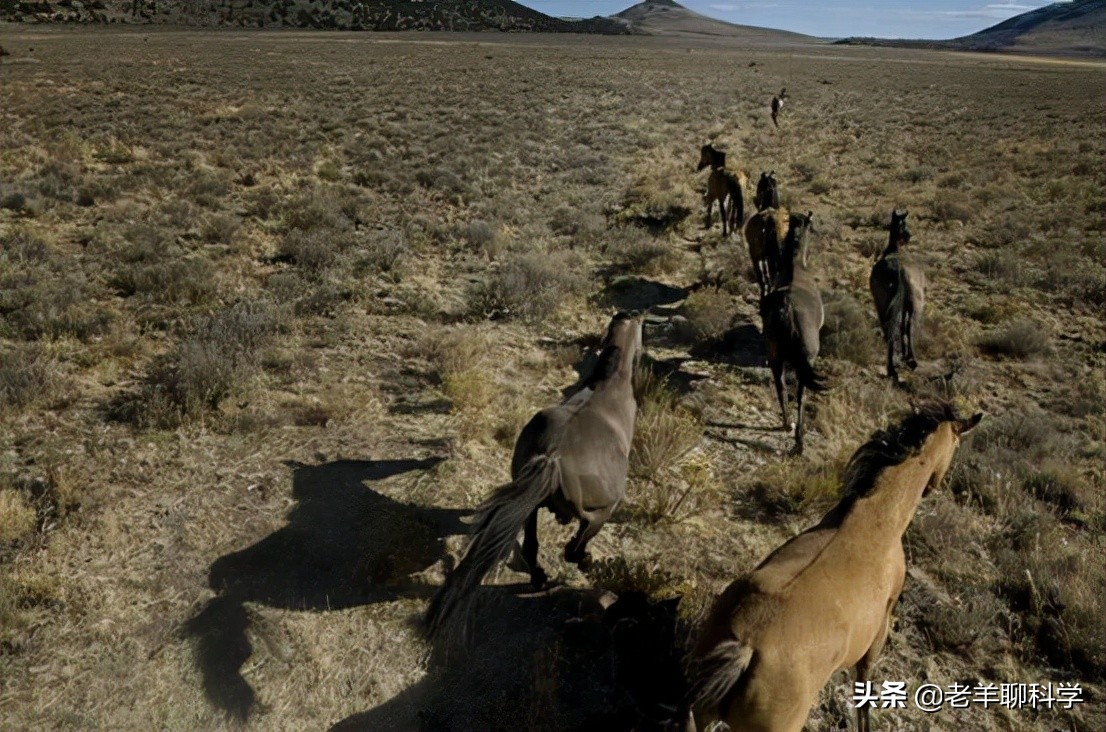 果真这么豪横？我国卖万元一匹，澳大利亚猎杀1万匹野马还嫌不够