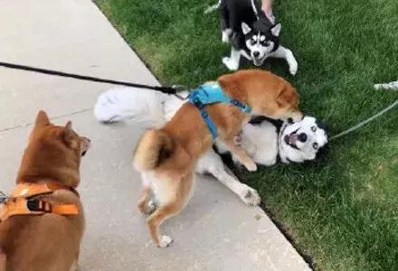 哈士奇和柴犬哪个笑得更开心,哈士奇和柴犬吵架喷口水