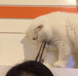 什么精油对猫有危害,猫咪精油有必要用吗