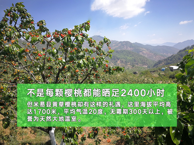 黄草岭樱桃,米易黄草樱桃跟西昌樱桃有啥区别