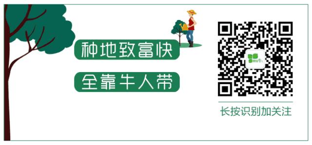 种植甘蔗遇到的问题,掌握种植技术也是一门学问