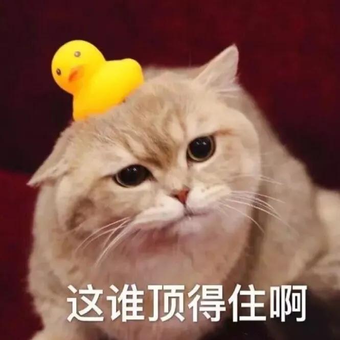 猫在啪啪啪的时候，也有快感吗？