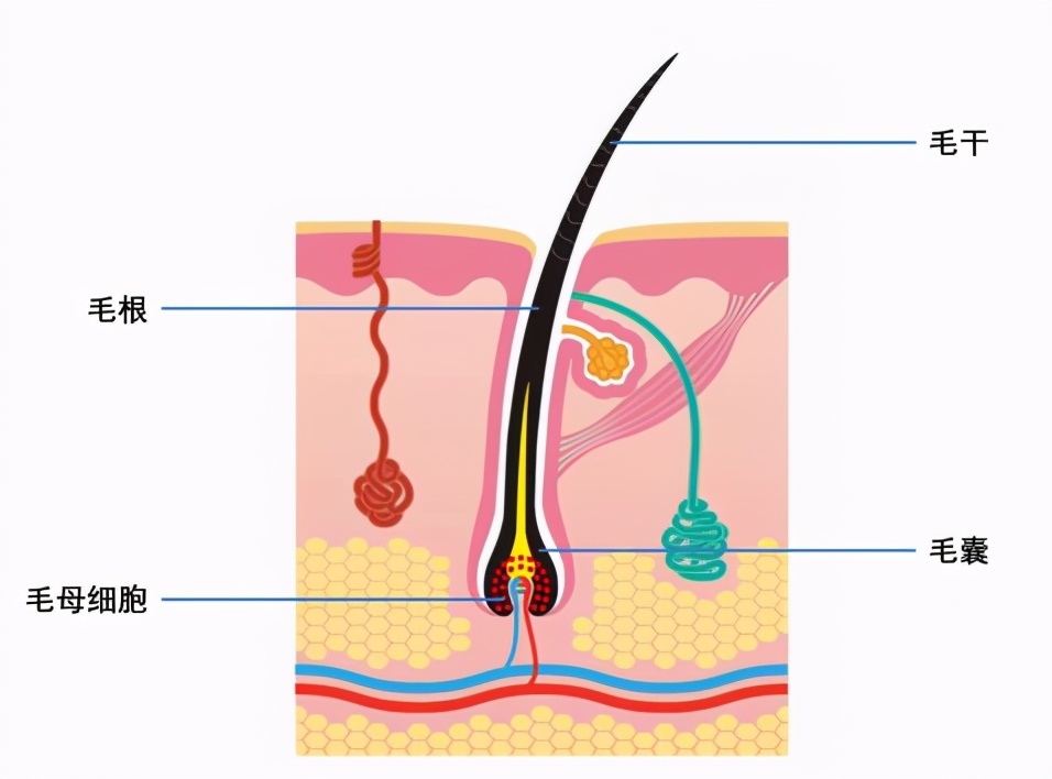 ulike脱毛仪能永久脱毛吗,哪种脱毛仪可以永久脱毛