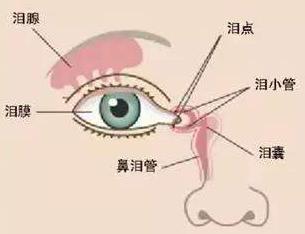 眼睛爱流泪是什么原因中医,眼睛爱流泪疼怎么回事