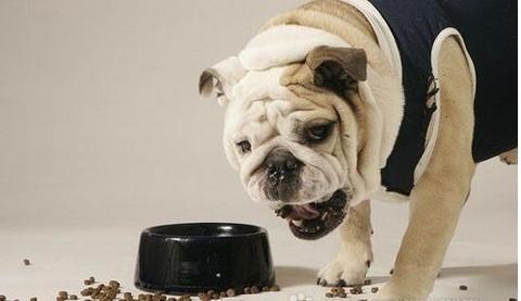 狗狗习惯到处舔舐、啃咬其它的东西正常吗？这是异食癖得治