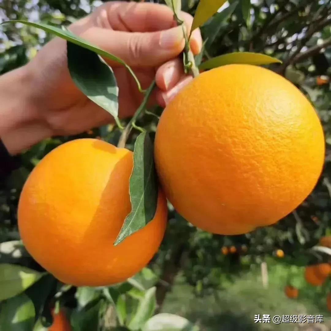 婀栧寳绉綊浼︽櫄鑴愭鐖嗙敎鐖嗘眮鍥炬枃,绉綊浼︽櫄鑴愭鐖嗘眮