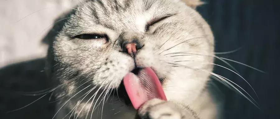 猫咖越来越受欢迎的原因,为什么年轻人喜欢去猫咖