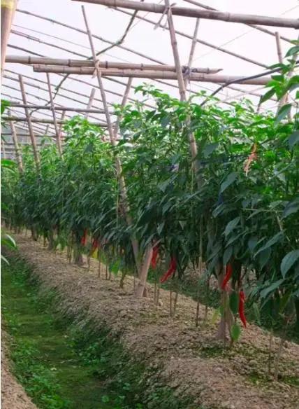 难缠的辣椒炭疽病，最全讲解在这里