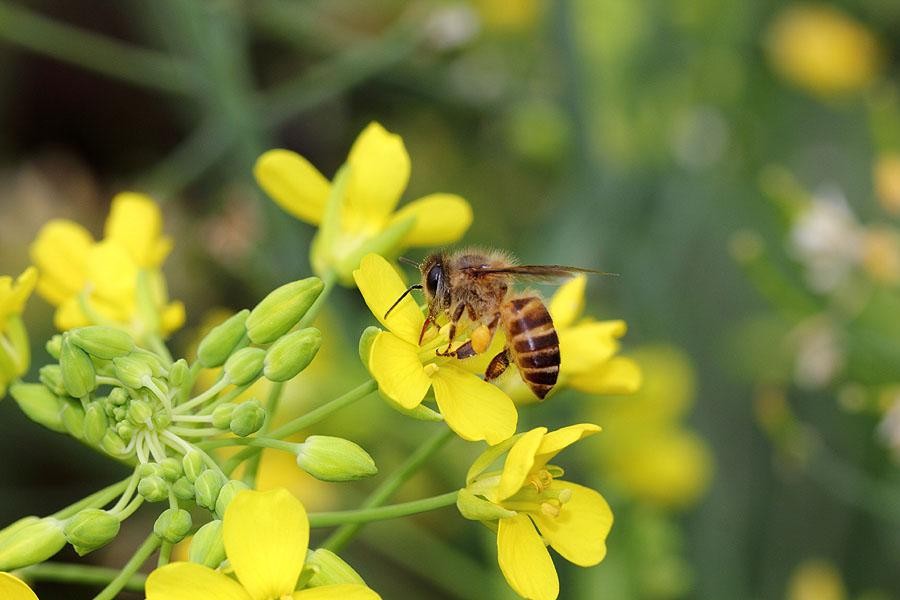 「七绝」谁解蜜蜂穿梭忙