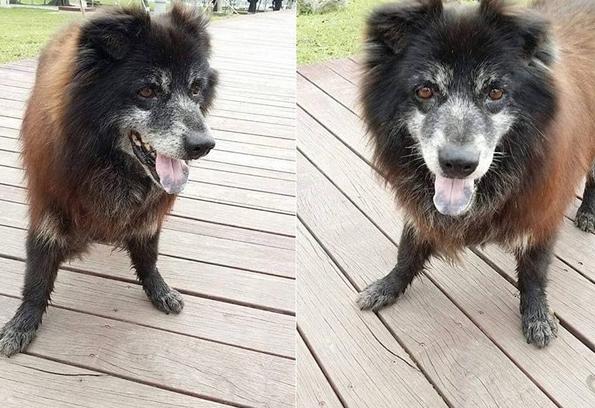 13岁老黑*养送**碰壁　最后安静离去