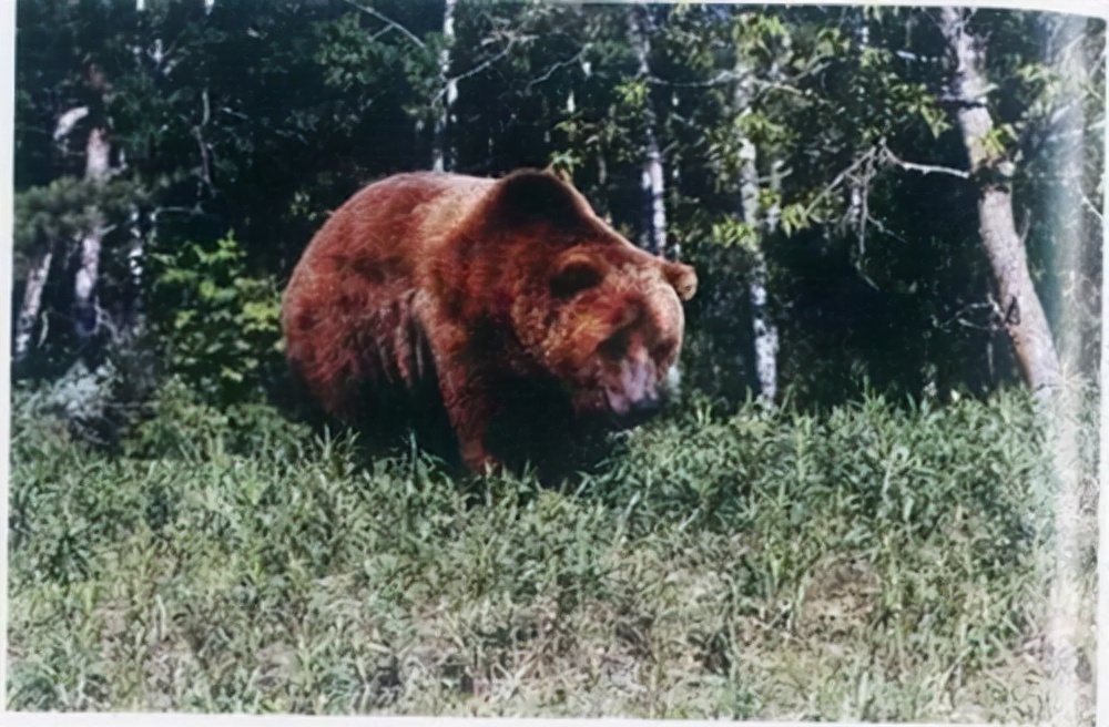 被西方殖民者杀到灭绝的动物,欧洲殖民者灭绝的动物