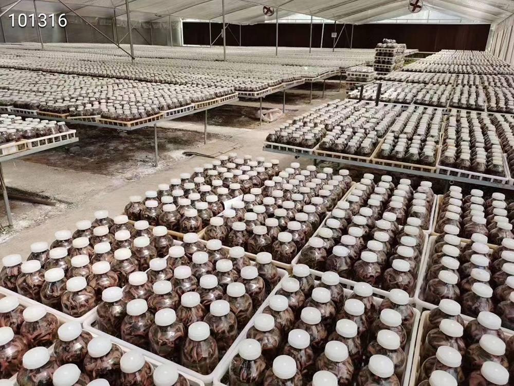 金线莲种植与技术资料书,金线莲栽培技术规程视频