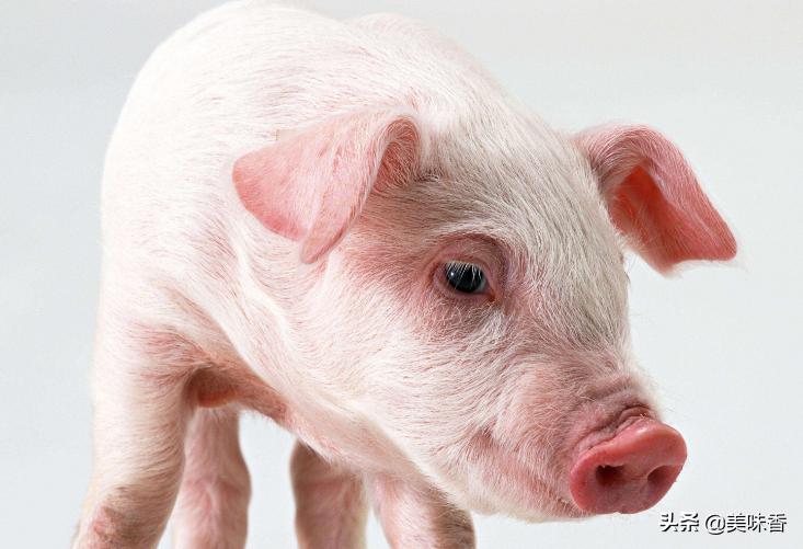 母猪掉毛严重怎么回事,母猪掉臀怎么治