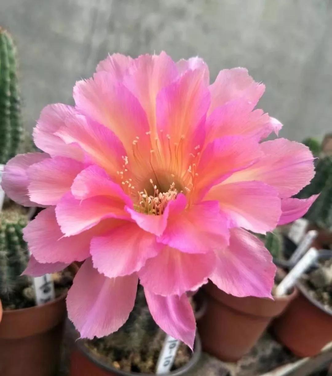 100种仙人球花图片,100种仙人球的品种视频