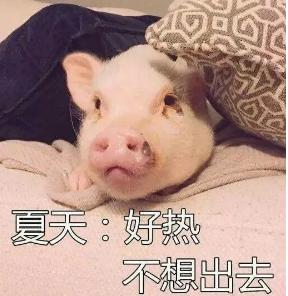 外出携带猫包哪种比较好,带猫出门适合什么样的猫包