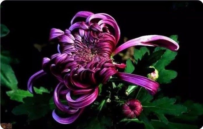 菊花100幅欣赏,菊花的十大绝美诗句