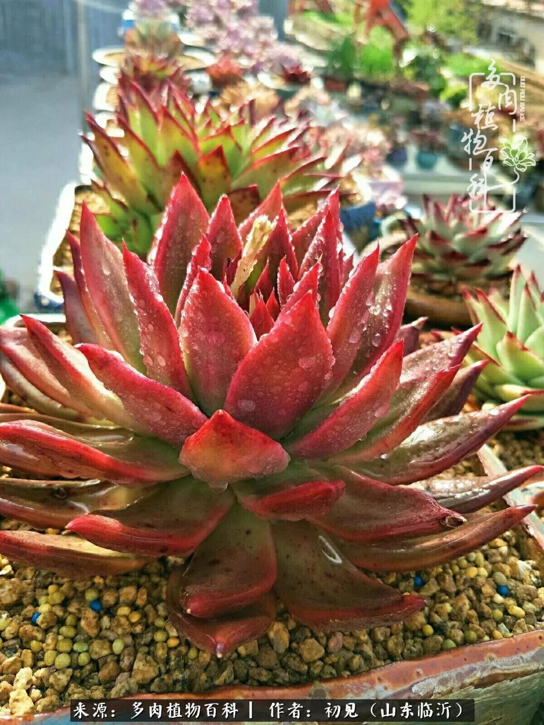 四季颜值在线的多肉,多肉的每一天