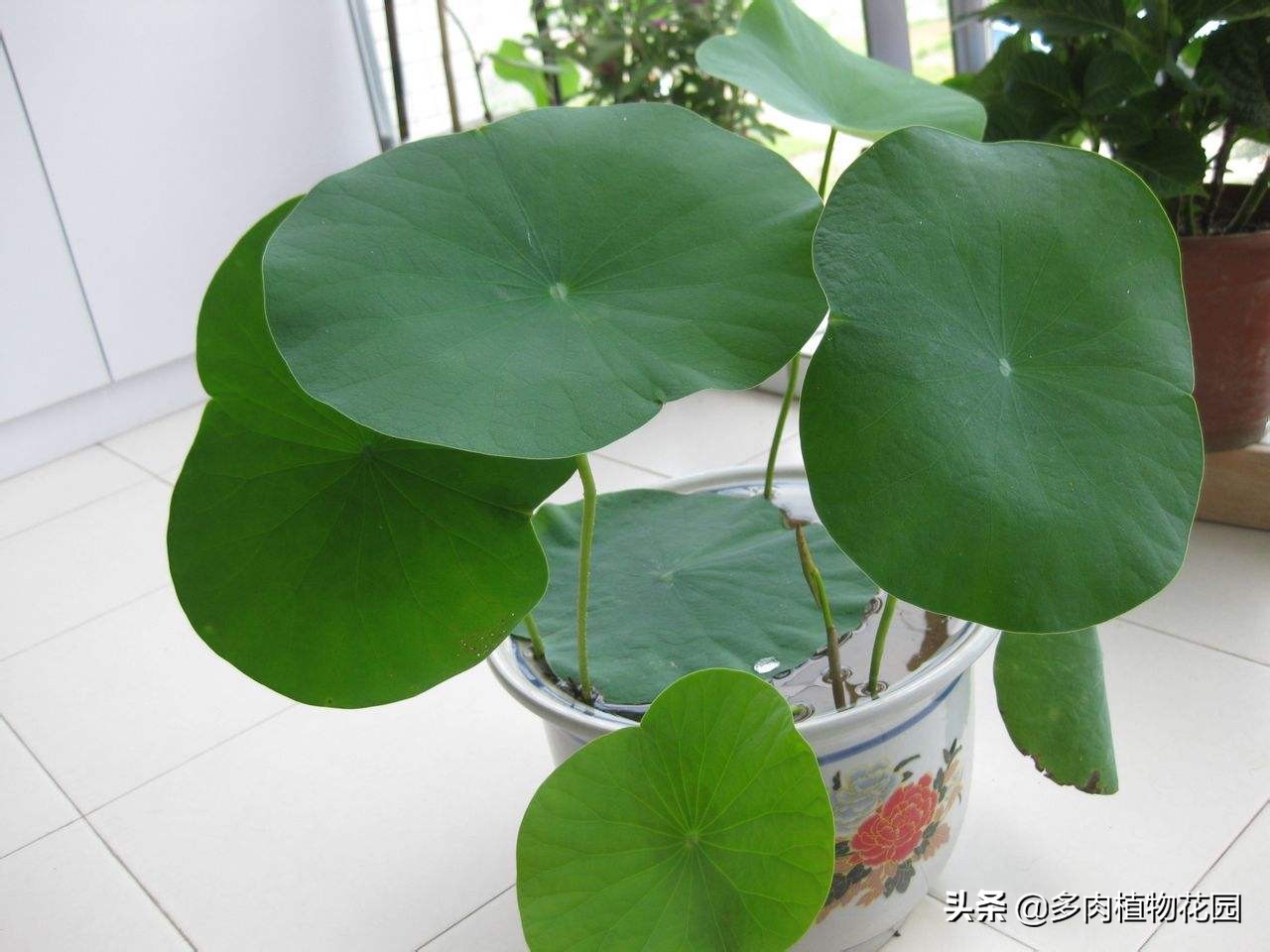 开花多的小型碗莲品种,碗莲开花好看漂亮又好养活