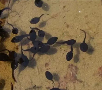 青蛙养殖技术指导利润,青蛙的养殖技术视频直播