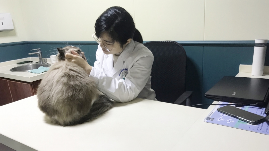 当了铲屎官才知道狗屎有多香,做了4年的铲屎官