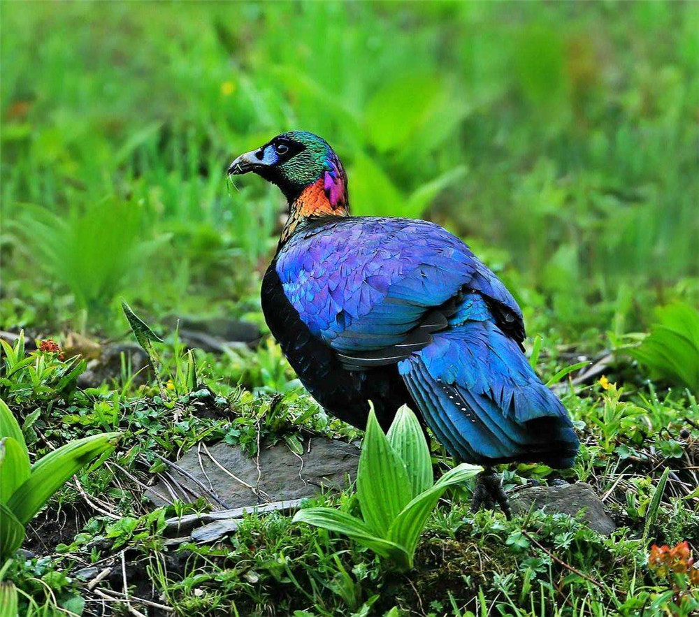 巴朗山老鹰,四川鹰鸡